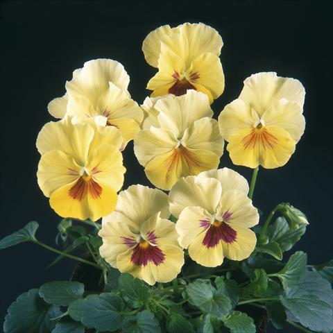 Foto de variedad de flores para ser usadas como: Maceta y planta de temporada Viola wittrockiana Pandora Rainbow Colours