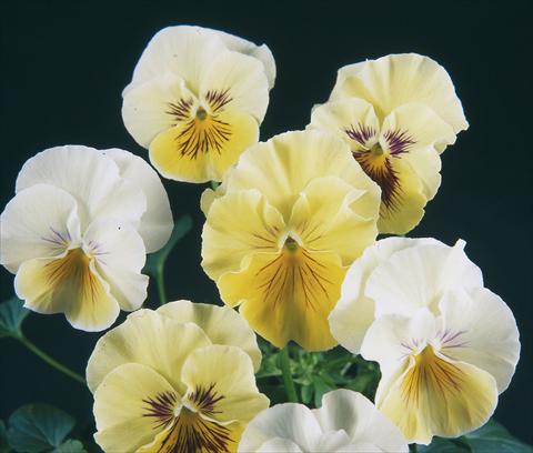 Foto de variedad de flores para ser usadas como: Maceta y planta de temporada Viola wittrockiana Pandora Rainbow Dolce
