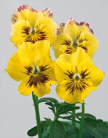 Foto de variedad de flores para ser usadas como: Maceta y planta de temporada Viola wittrockiana Pandora Rainbow Sole