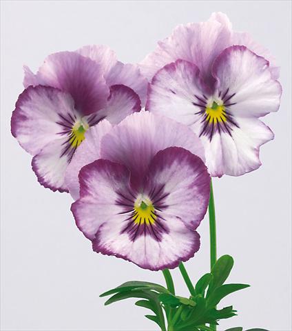 Foto de variedad de flores para ser usadas como: Maceta y planta de temporada Viola wittrockiana Pandora Rainbow Stupendo