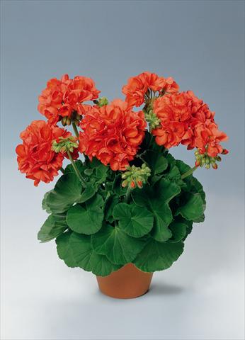 Foto de variedad de flores para ser usadas como: Maceta o Tarrina de colgar Pelargonium zonale pac® Perlenkette Orange