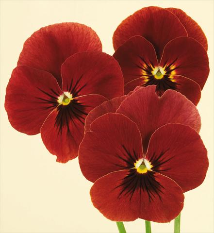 Foto de variedad de flores para ser usadas como: Maceta y planta de temporada Viola wittrockiana Pandora Red Moon