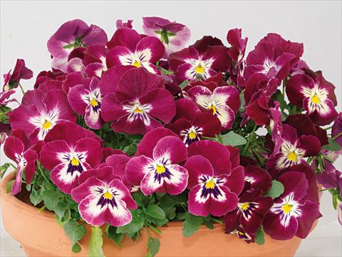 Foto de variedad de flores para ser usadas como: Maceta y planta de temporada Viola wittrockiana Pandora Rose Tricolor