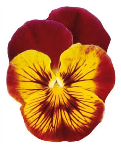 Foto de variedad de flores para ser usadas como: Maceta y planta de temporada Viola wittrockiana Pandora Tiger Face