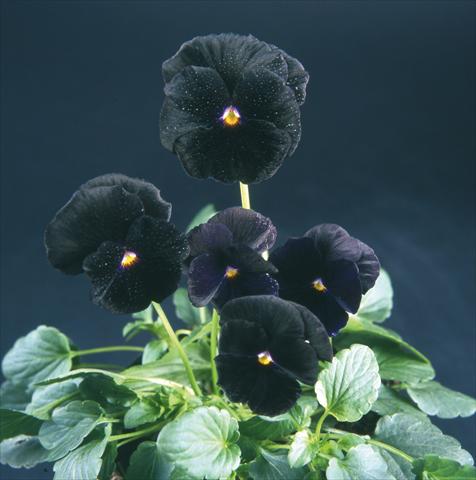 Foto de variedad de flores para ser usadas como: Maceta y planta de temporada Viola wittrockiana Pandora Violet Black