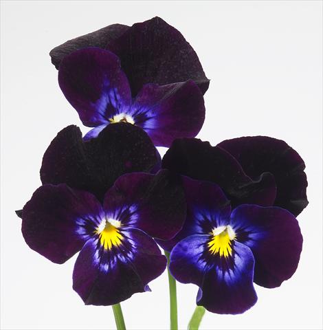Foto de variedad de flores para ser usadas como: Maceta y planta de temporada Viola wittrockiana Pandora Violet Moon