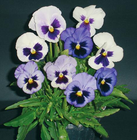 Foto de variedad de flores para ser usadas como: Maceta y planta de temporada Viola wittrockiana Pandora White 2 Blue W Blotch
