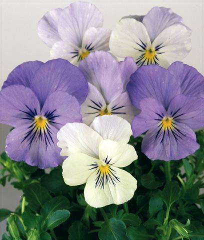 Foto de variedad de flores para ser usadas como: Maceta y planta de temporada Viola wittrockiana Pandora White 2 Blue