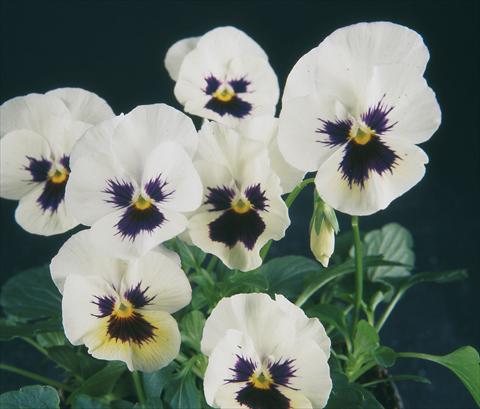 Foto de variedad de flores para ser usadas como: Maceta y planta de temporada Viola wittrockiana Pandora White W Blotch