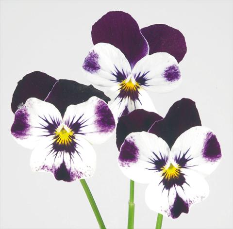 Foto de variedad de flores para ser usadas como: Maceta y planta de temporada Viola wittrockiana Pandora White W Purple Top