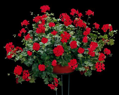 Foto de variedad de flores para ser usadas como: Planta de temporada, patio, Tarrina de colgar Pelargonium peltatum pac® Scarletit