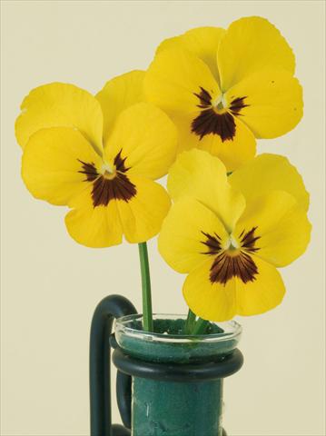 Foto de variedad de flores para ser usadas como: Maceta y planta de temporada Viola wittrockiana Pandora Yellow W Blotch