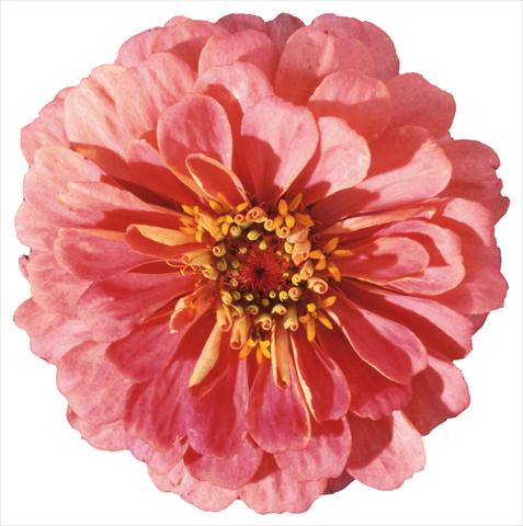 Foto de variedad de flores para ser usadas como: Planta de temporada / borde del macizo Zinnia elegans Master Pink