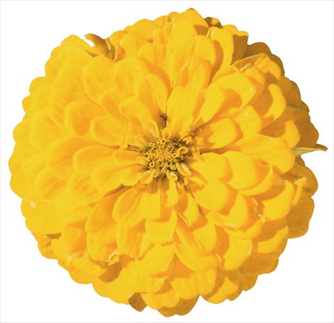 Foto de variedad de flores para ser usadas como: Planta de temporada / borde del macizo Zinnia elegans Master Yellow