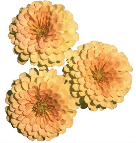 Foto de variedad de flores para ser usadas como: Planta de temporada / borde del macizo Zinnia elegans Topolino Lemon 2 Salmon