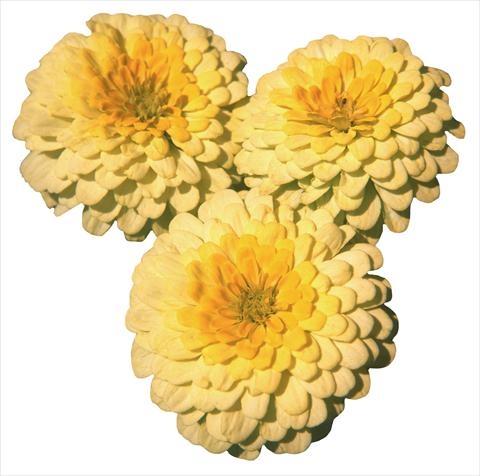 Foto de variedad de flores para ser usadas como: Planta de temporada / borde del macizo Zinnia elegans Topolino Lemon 2 Yellow