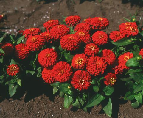 Foto de variedad de flores para ser usadas como: Planta de temporada / borde del macizo Zinnia elegans Topolino Scarlet
