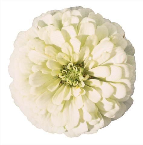 Foto de variedad de flores para ser usadas como: Planta de temporada / borde del macizo Zinnia elegans Topolino White