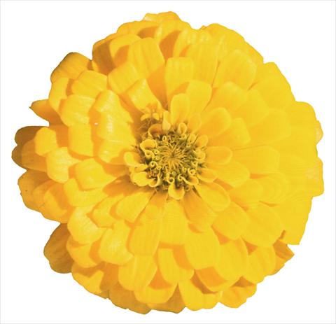 Foto de variedad de flores para ser usadas como: Planta de temporada / borde del macizo Zinnia elegans Topolino Yellow