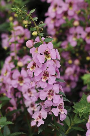 Foto de variedad de flores para ser usadas como: Maceta, planta de temporada, patio Angelonia Archangel Pink