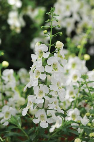 Foto de variedad de flores para ser usadas como: Maceta, planta de temporada, patio Angelonia Archangel White