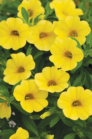 Foto de variedad de flores para ser usadas como: Maceta, planta de temporada, patio Calibrachoa Cabaret™ Yellow