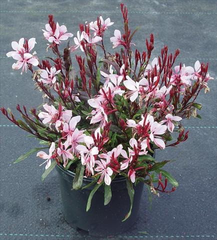 Foto de variedad de flores para ser usadas como: Planta de temporada / borde del macizo Gaura lindheimeri Gaudi™ Pink