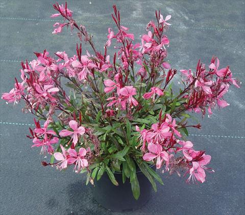 Foto de variedad de flores para ser usadas como: Planta de temporada / borde del macizo Gaura lindheimeri Gaudi™ Rose