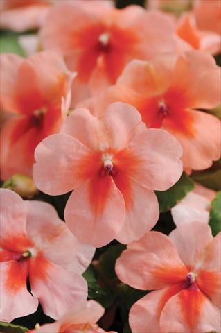 Foto de variedad de flores para ser usadas como: Maceta y planta de temporada Impatiens walleriana DeZire™ F1 Peach Splash