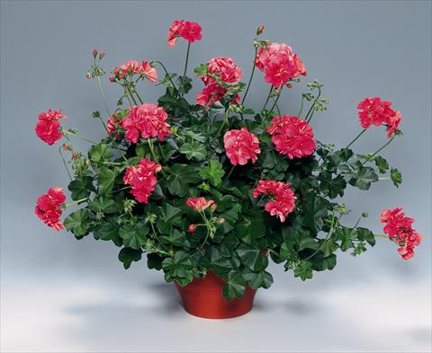 Foto de variedad de flores para ser usadas como: Planta de temporada, patio, Tarrina de colgar Pelargonium peltatum pac® Apricot