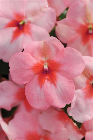 Foto de variedad de flores para ser usadas como: Maceta y planta de temporada Impatiens walleriana DeZire™ F1 Pink Splash