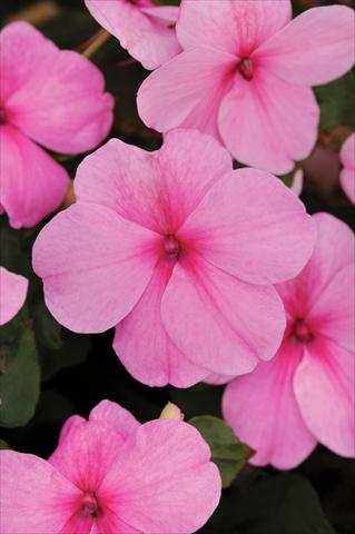 Foto de variedad de flores para ser usadas como: Maceta y planta de temporada Impatiens walleriana Impreza™ Pink