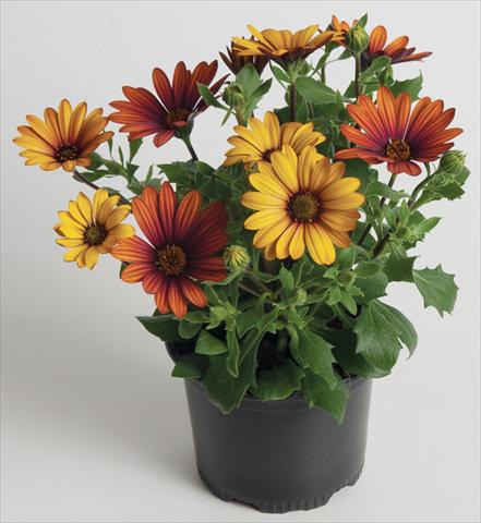 Foto de variedad de flores para ser usadas como: Maceta y planta de temporada Osteospermum ecklonis Astra™ Fire