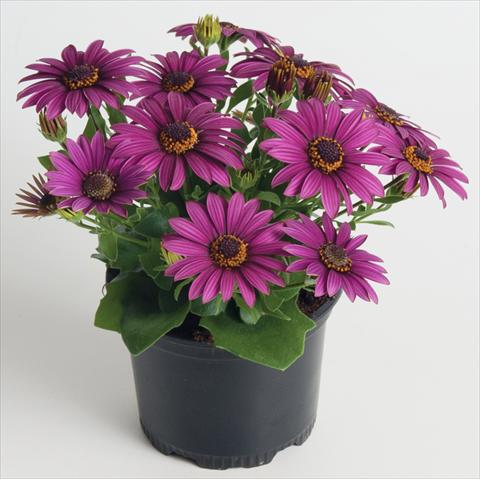 Foto de variedad de flores para ser usadas como: Maceta y planta de temporada Osteospermum ecklonis Astra™ Purple