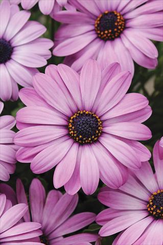 Foto de variedad de flores para ser usadas como: Maceta y planta de temporada Osteospermum Akila™ Lavender Shades