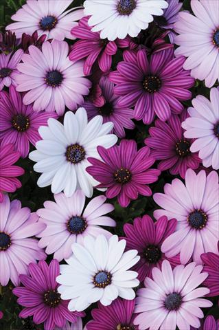 Foto de variedad de flores para ser usadas como: Maceta y planta de temporada Osteospermum Akila™ Mix