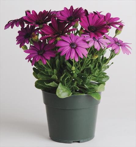 Foto de variedad de flores para ser usadas como: Maceta y planta de temporada Osteospermum Akila™ Purple