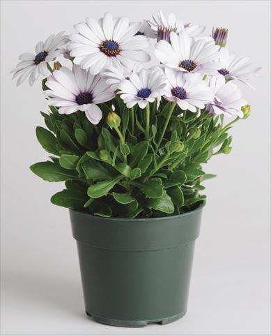Foto de variedad de flores para ser usadas como: Maceta y planta de temporada Osteospermum Akila™ White