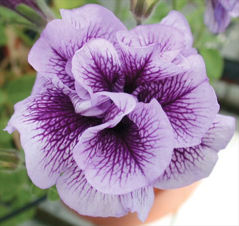 Foto de variedad de flores para ser usadas como: Maceta, planta de temporada, patio Petunia Viva® Double Purple Vein