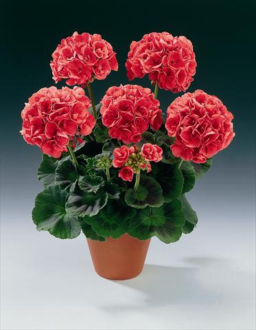 Foto de variedad de flores para ser usadas como: Maceta o Tarrina de colgar Pelargonium zonale pac® Bergpalais