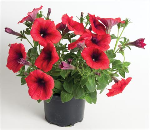 Foto de variedad de flores para ser usadas como: Maceta, planta de temporada, patio Petunia Viva® Exclusive Fire