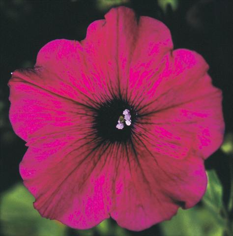 Foto de variedad de flores para ser usadas como: Maceta, planta de temporada, patio Petunia Viva® Exclusive Purple
