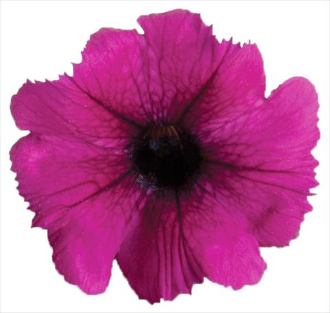 Foto de variedad de flores para ser usadas como: Maceta, planta de temporada, patio Petunia Viva® Select Burgundy