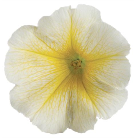 Foto de variedad de flores para ser usadas como: Maceta, planta de temporada, patio Petunia Viva® Select Yellow 2012
