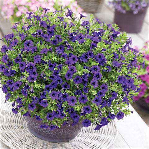 Foto de variedad de flores para ser usadas como: Maceta, planta de temporada, patio Petunia Vivini™ Blue