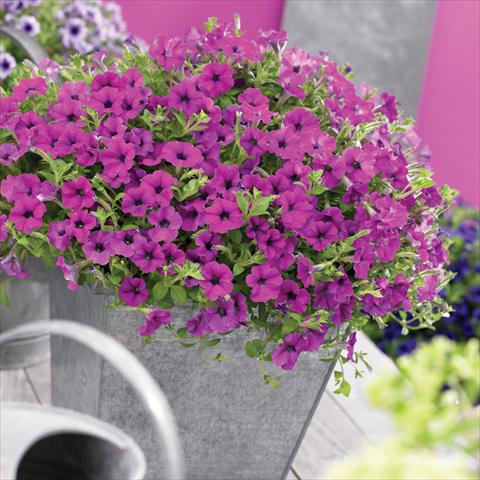 Foto de variedad de flores para ser usadas como: Maceta, planta de temporada, patio Petunia Vivini ™Purple