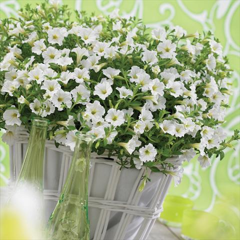 Foto de variedad de flores para ser usadas como: Maceta, planta de temporada, patio Petunia Vivini™ White