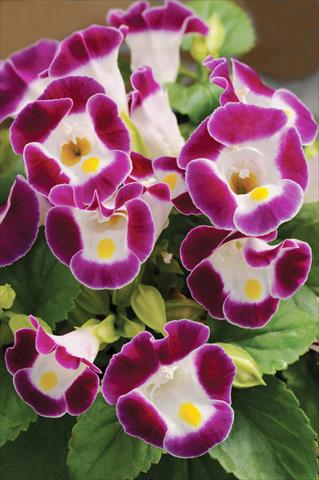 Foto de variedad de flores para ser usadas como: Maceta o Tarrina de colgar Torenia Kauai™ Burgundy