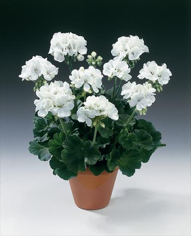 Foto de variedad de flores para ser usadas como: Maceta o Tarrina de colgar Pelargonium zonale pac® Glacis