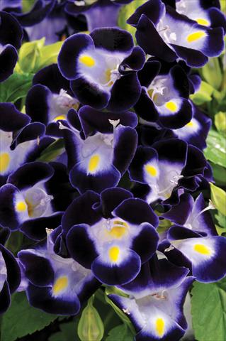 Foto de variedad de flores para ser usadas como: Maceta o Tarrina de colgar Torenia Kauai™ Deep Blue